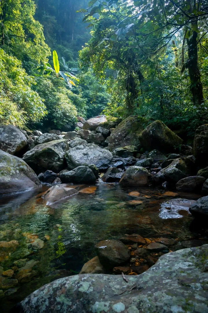 Sinharaja Rainforest