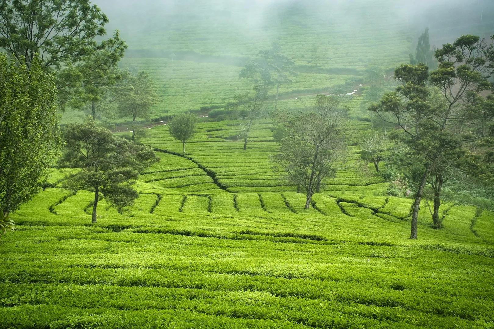 Sri Lanka hill country