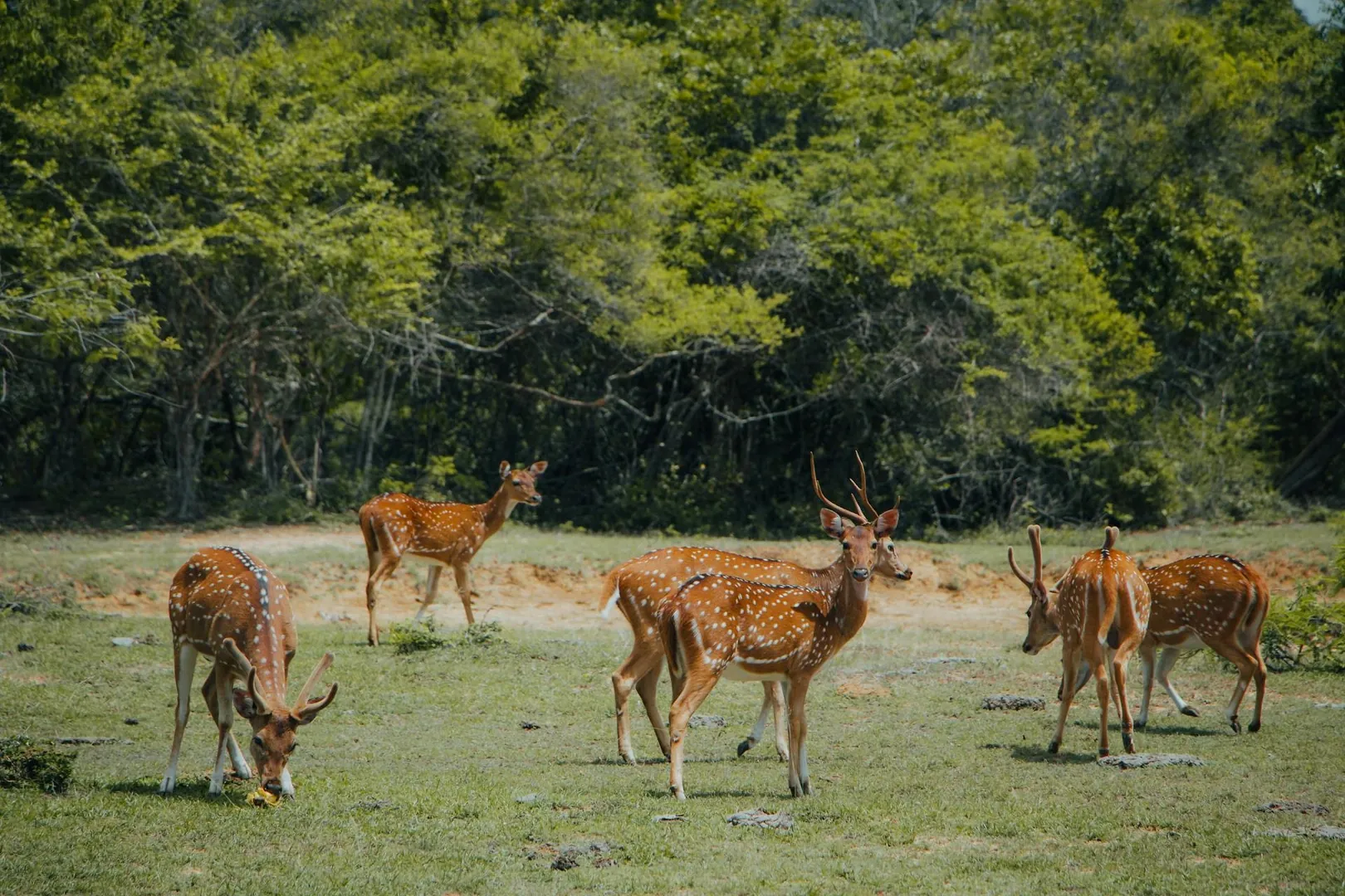 Yala National Park
